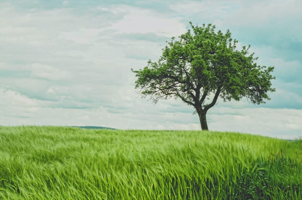 Tree in a field of grass.